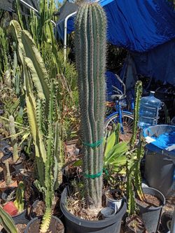 1 cactus plant