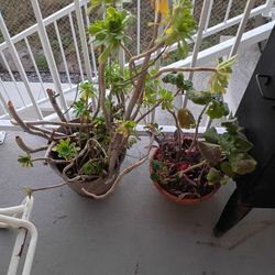 Free Plants 