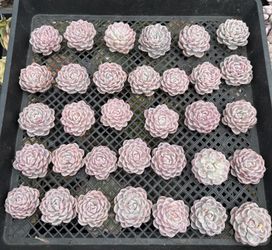 Echeveria Purple Snowball Variegated $7ea