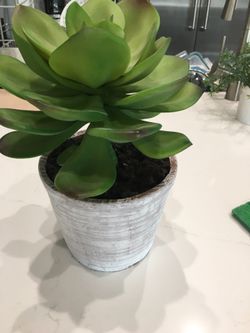 Fake succulent plant looks