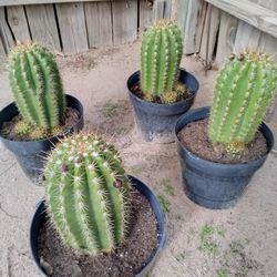Argentina Cactus