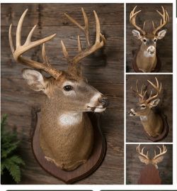 COLA BLANCA (WHITETAIL) TROFEO DE CAZA / DECORACIÓN RÚSTICA