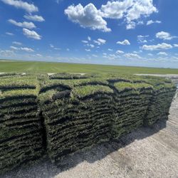 St Augustine Sod