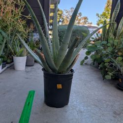 Aloe Plant 6