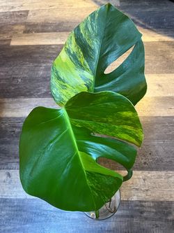 Monstera Aurea