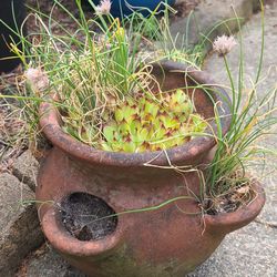 Nice Heavy Terra Cotta Strawberry Planter With Succulents And Chive Plants 
