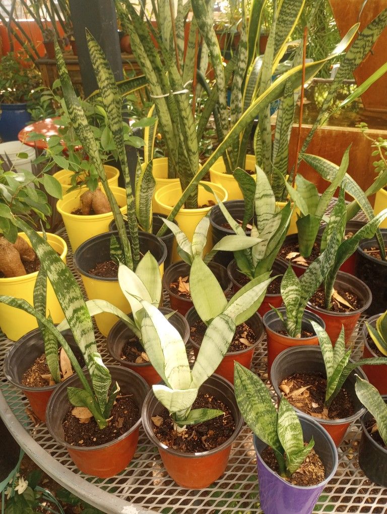 INDOOR !! MULTI SIZES OF SNAKE PLANTS. READY FOR YOU