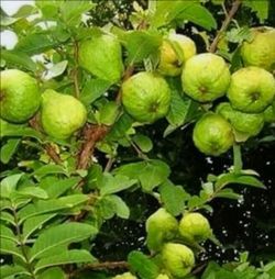 Kilo guava/ fruit  tree