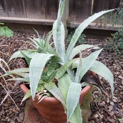 Succulent Blend In Tera Cota Pot