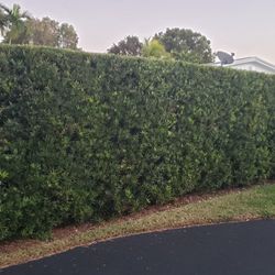 Podocarpus  Tall Instant Privacy Hedge Full Green Fertilize Wide Ready For Planting Same Day Transportation