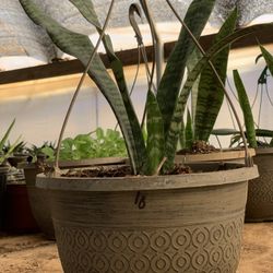 The Snake Plant Clean Air Purifier, also known as Mother-in-law Tongue Sansevieria, is a small desk-sized houseplant that does well in low light condi
