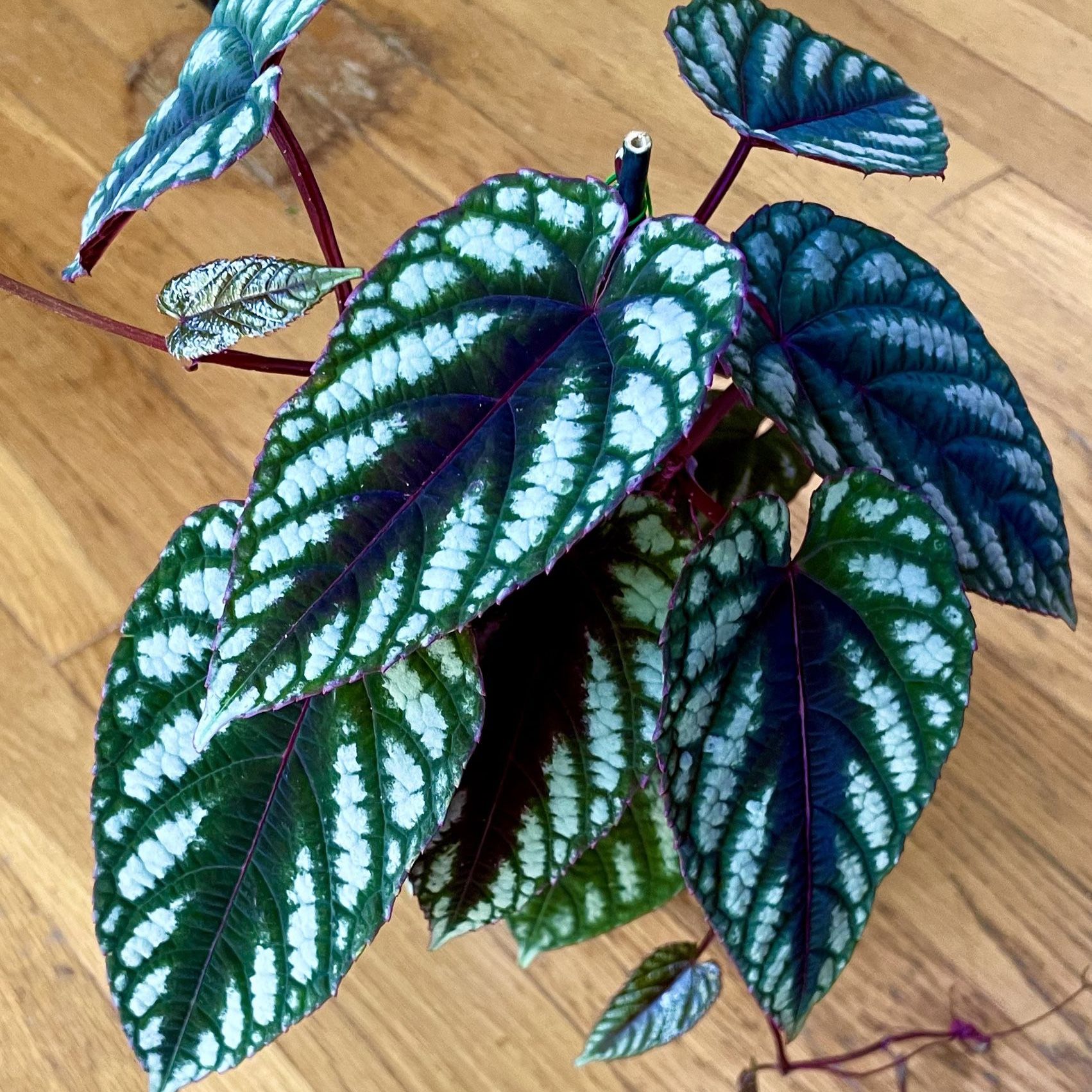 Rare Cissus Discolor Plant / Free Delivery Available 