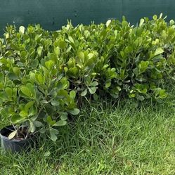 CLUSIA plants On Super Sale