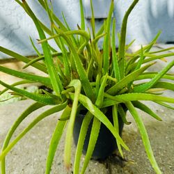 Aloe Vera Plants 