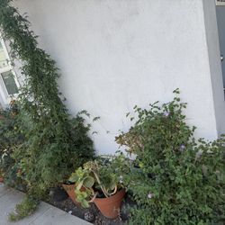 Outdoor Plants – Jasmine, Lantana, Succulent & More 🌿