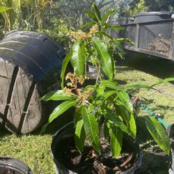 Grafted Mango Tree 7 Gl