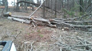 I CUT TREES