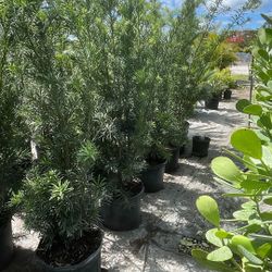 Podocarpus Overgrown - 7 Gallons 