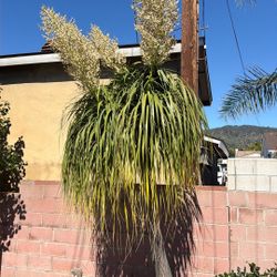 	Elephant Foot Tree 🐘 (because of the big swollen base) 	•	Bottle Palm 	•	Ponytail Palm