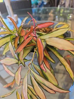 Variegated Hoya Wayetii