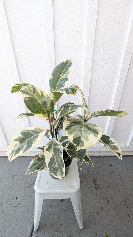 Ficus Tineke Plant 8" Pot - Indoor House Plants
