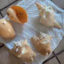 Large Real Natural Sea Shells Conch 