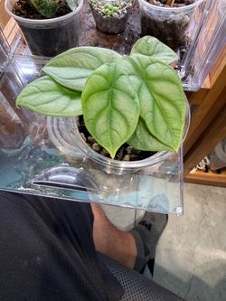 Alocasia Silver Dragon Plant