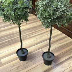 Topiary trees 35”