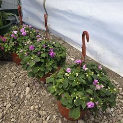 Impatients Hanging Baskets, Plants, Flowers, Flores