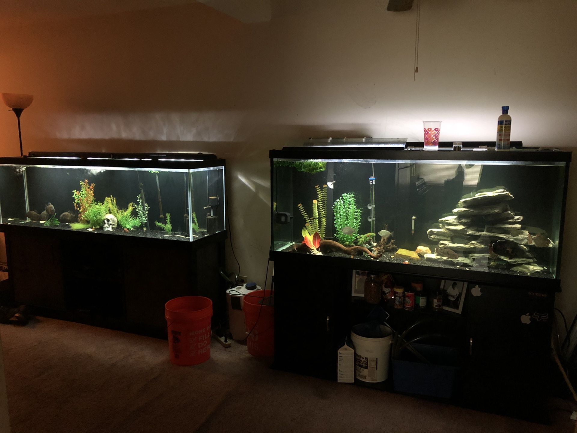 Fish tank aquarium