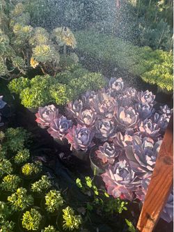 Plants for your garden