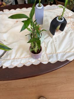 Luckybamboo