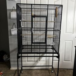 Bird Cage 