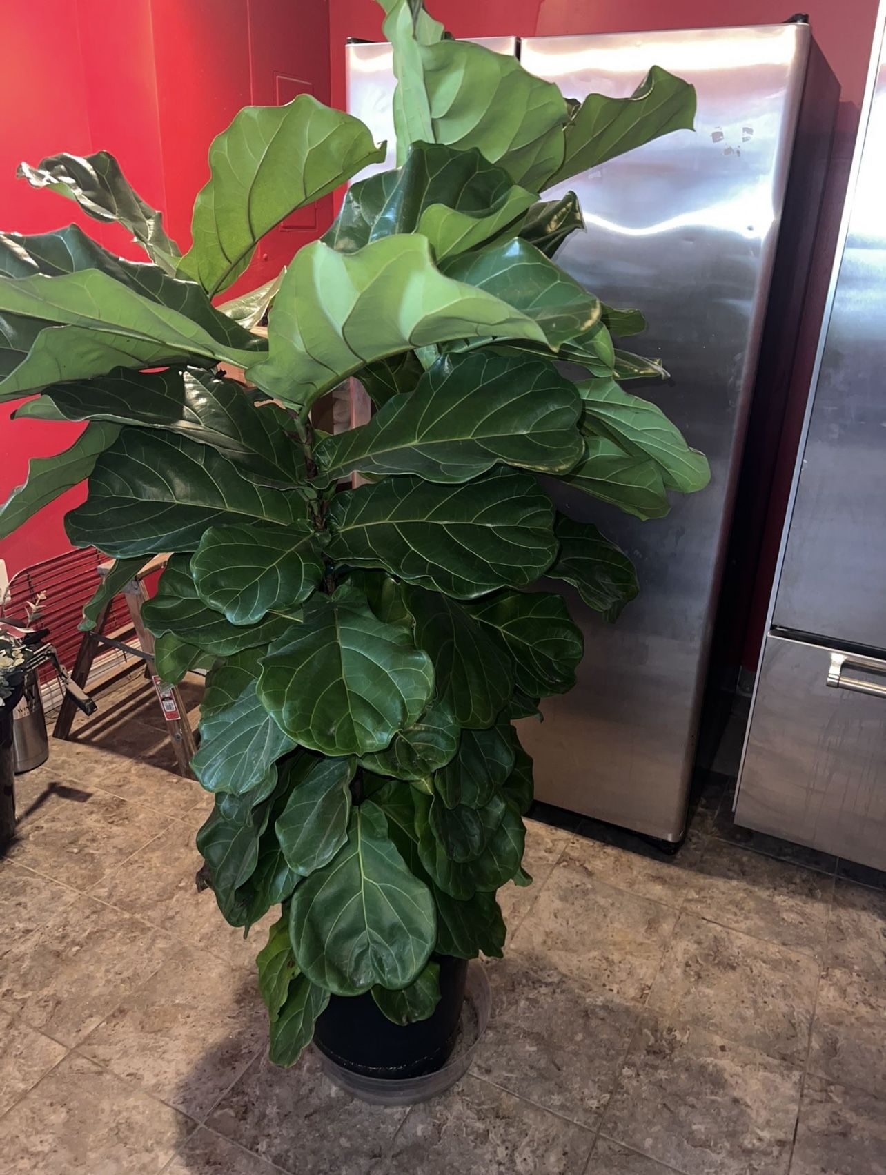 Fiddle Plant