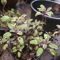Well Established Perennial Tri Color Sage Plants! Features Purple, Green, Pink, White, Cream, Red, And Lavendar! Excellent For Culinary! 