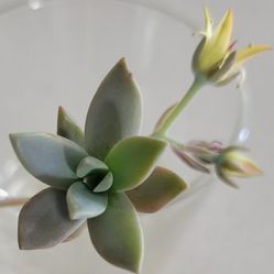 Rooted Flowering Succulent Baby