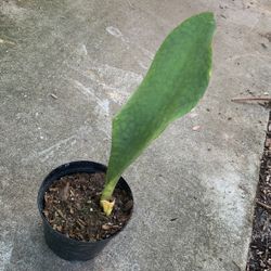 Sansevieria Masoniana Whale Fin Snake Plant 