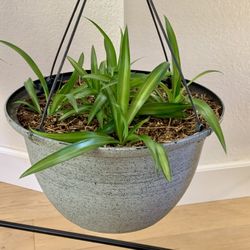 Hanging spider plants