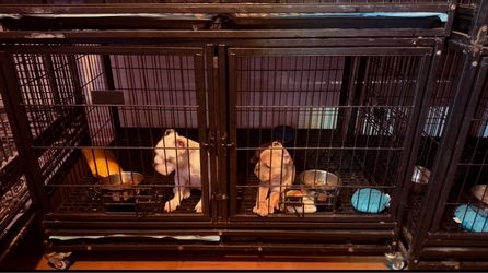 Pocket dog crate
