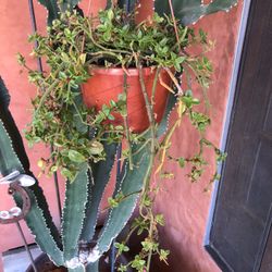 Hanging Plant