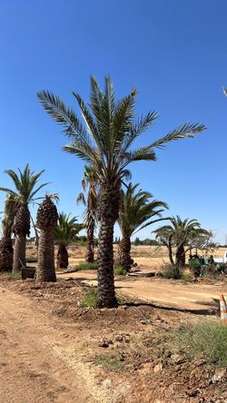 Palm trees
