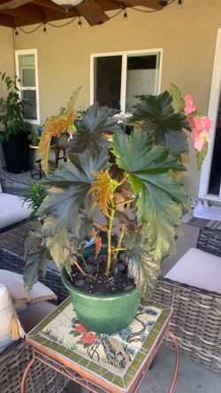Begonia Angel Wing