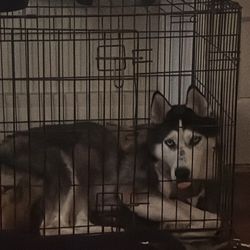 Large Kennel