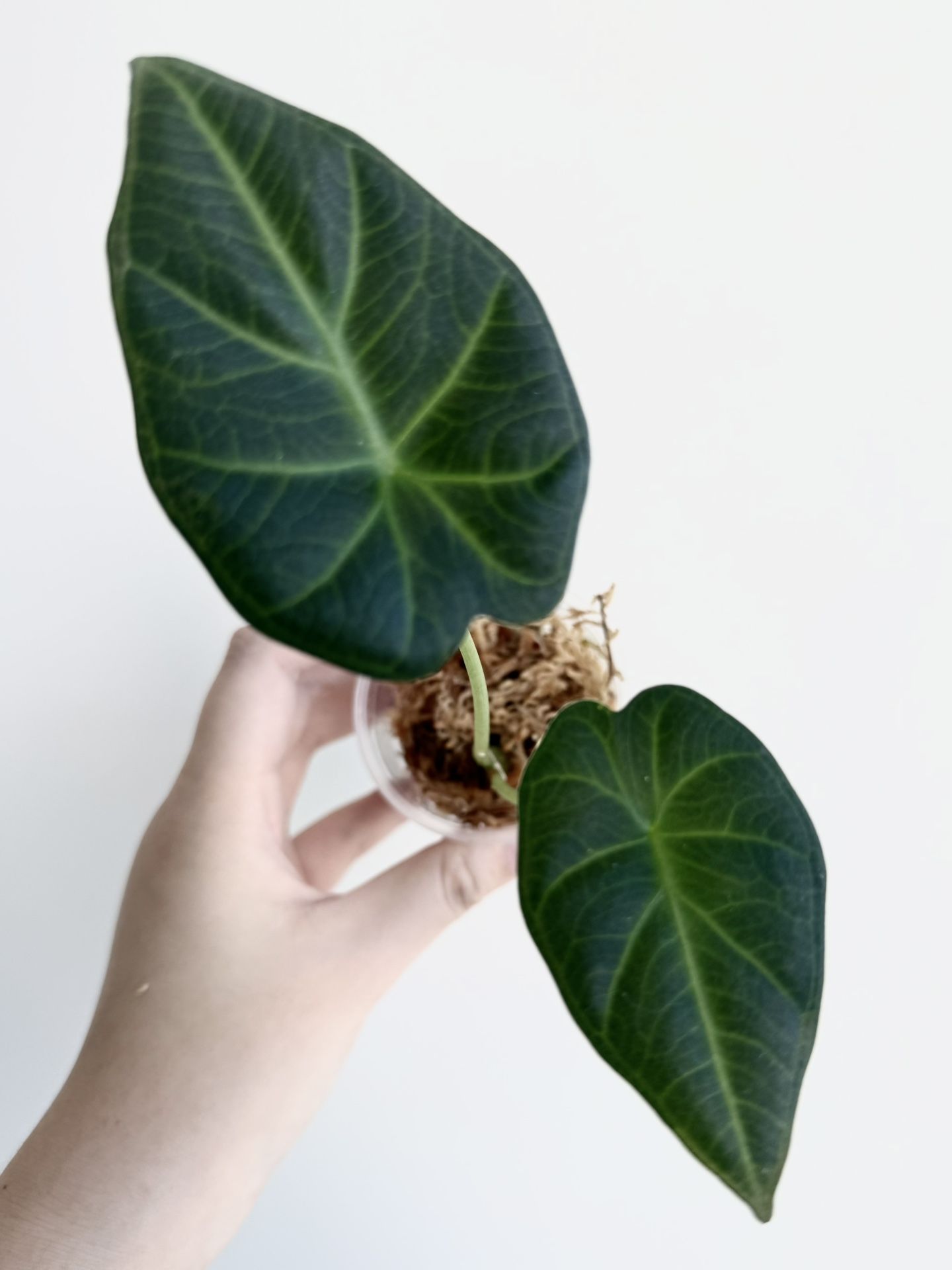Alocasia Regal Shield