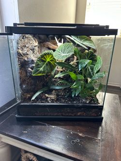 Exo Terra 18x18x18 Bioactive Terrarium with LED Lighting and Drainage