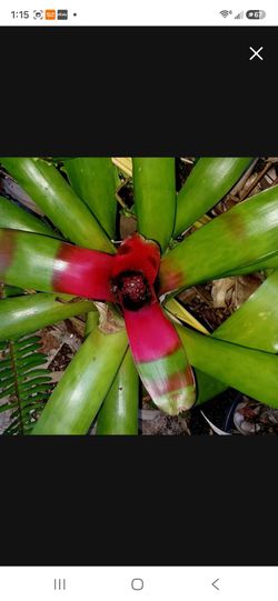 Beautiful Bromeliads