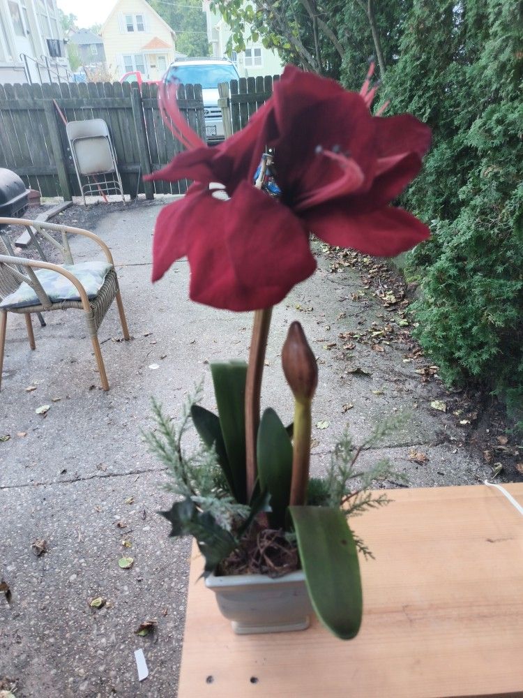 Red Artificial Christmas Plant 22 Tall