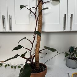 Pink Princess Philodendron