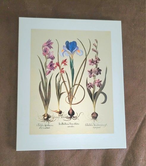Botanical print titled "Iris Bulbosa" by Basilius Besler, which is part of his landmark work Hortus Eystettensis. 