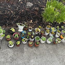 Potted plants / succulents 🌱